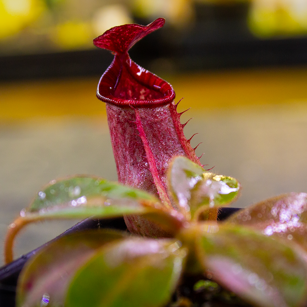 
                      
                        Nepenthes veitchii (Murud x Candy)-Best x (peltata x tenuis), CAR-0431
                      
                    