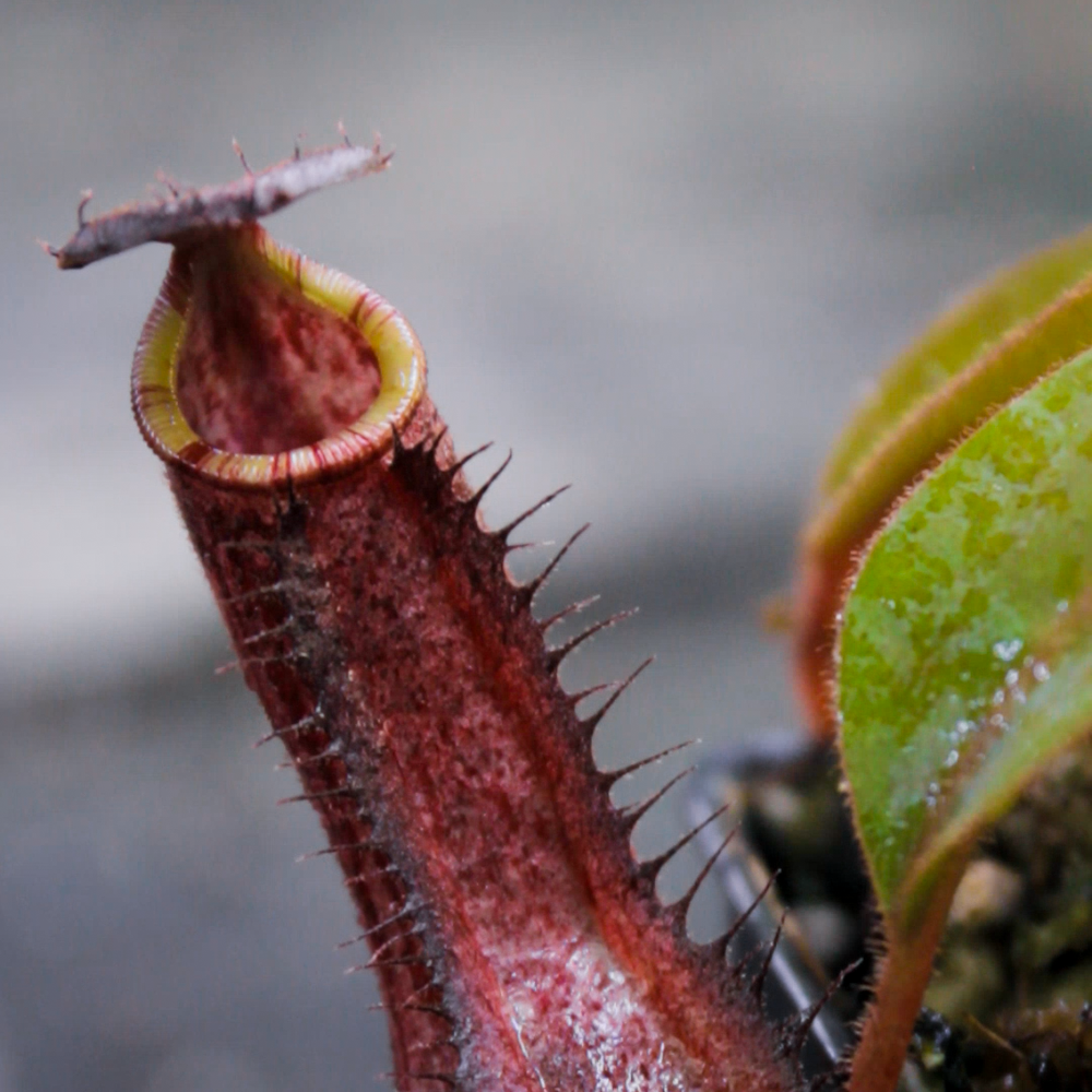 
                      
                        Nepenthes veitchii (Murud x Candy)-Best x (peltata x tenuis), CAR-0431
                      
                    