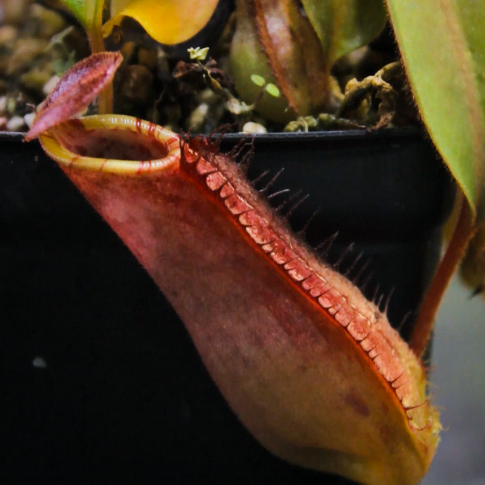 
                      
                        Nepenthes veitchii (Murud x Candy)-Best x (peltata x tenuis), CAR-0431
                      
                    