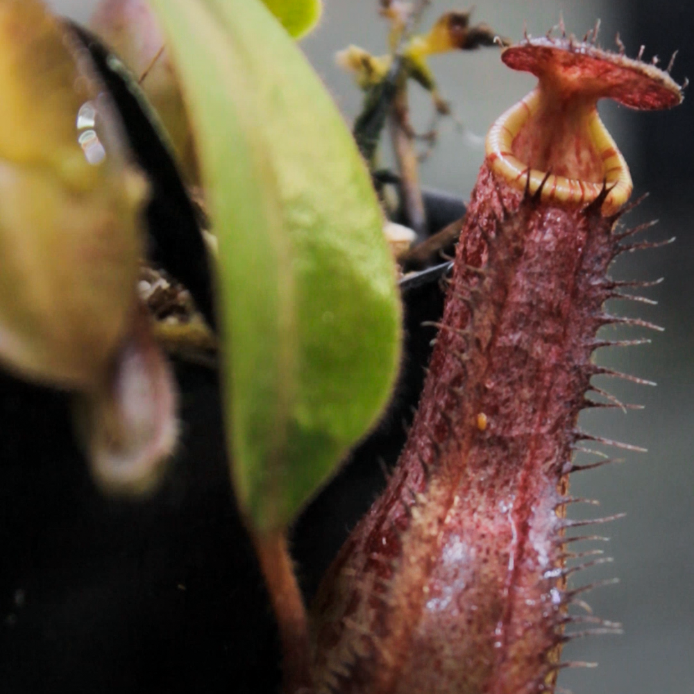 
                      
                        Nepenthes veitchii (Murud x Candy)-Best x (peltata x tenuis), CAR-0431
                      
                    