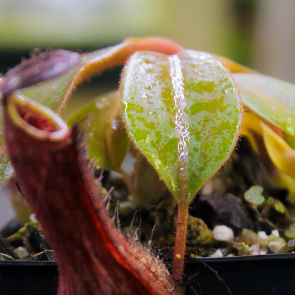 
                      
                        Nepenthes veitchii (Murud x Candy)-Best x (peltata x tenuis), CAR-0431
                      
                    