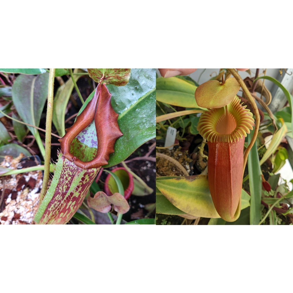 Nepenthes maxima Geoff Wong x Harryana-Seed Pod