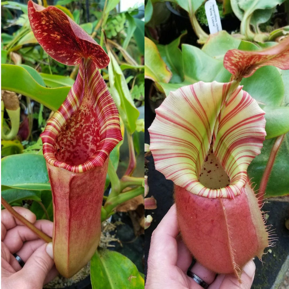 Nepenthes (lowii x veitchii JY) x veitchii 'Cobra' Seed pod