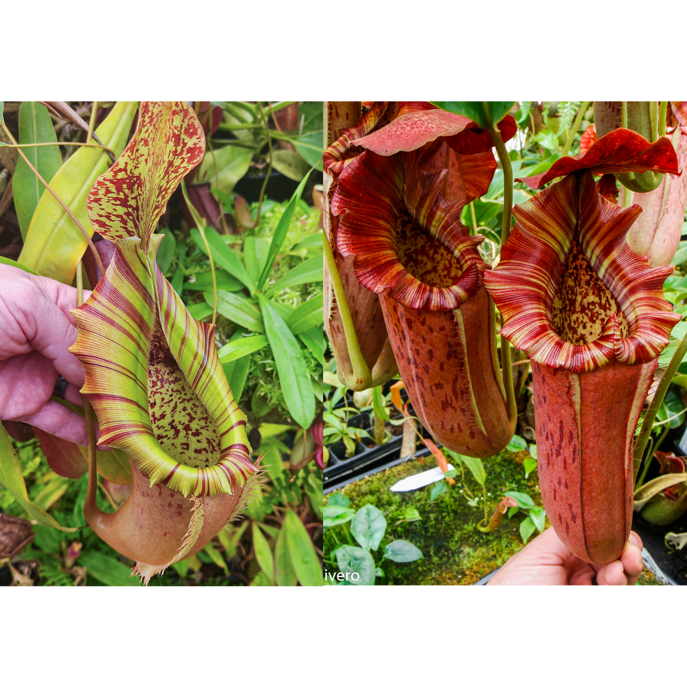 Nepenthes (northiana x veitchii) x {Song of Melancholy x [(lowii x veitchii) x boschiana]} - clone 1 -Seed Pod