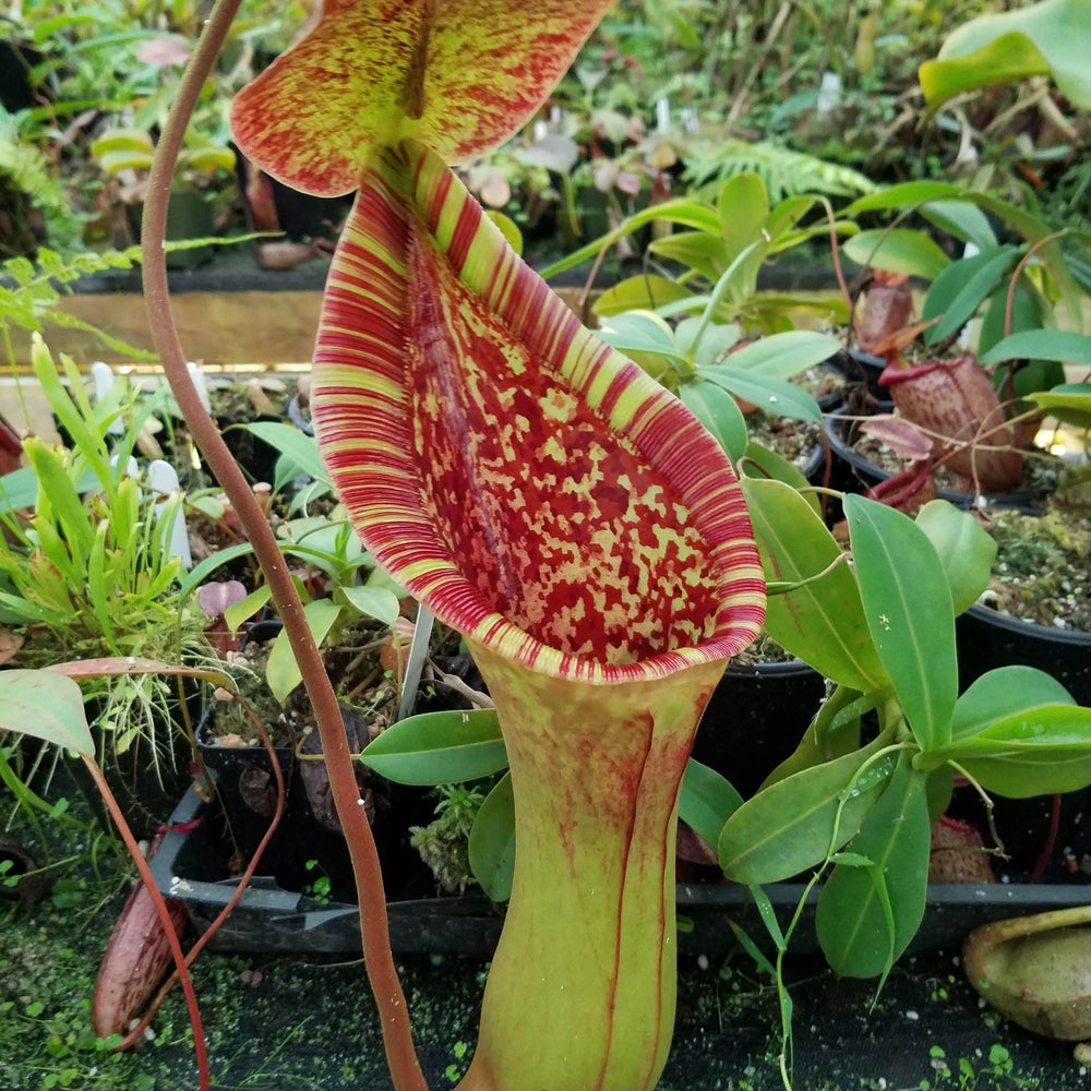 Nepenthes (lowii x truncata)-Giant