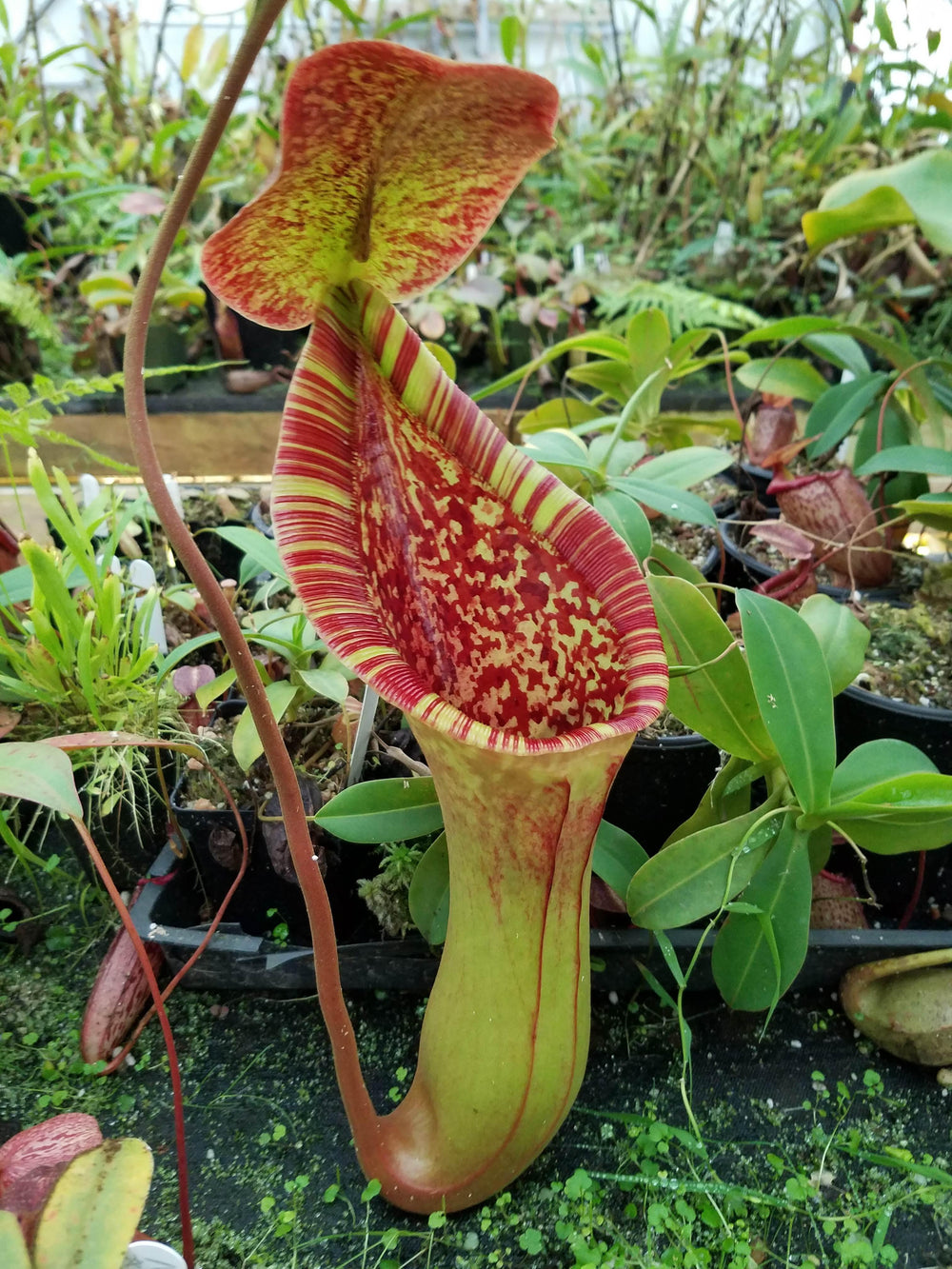 Nepenthes (lowii x truncata)-Giant