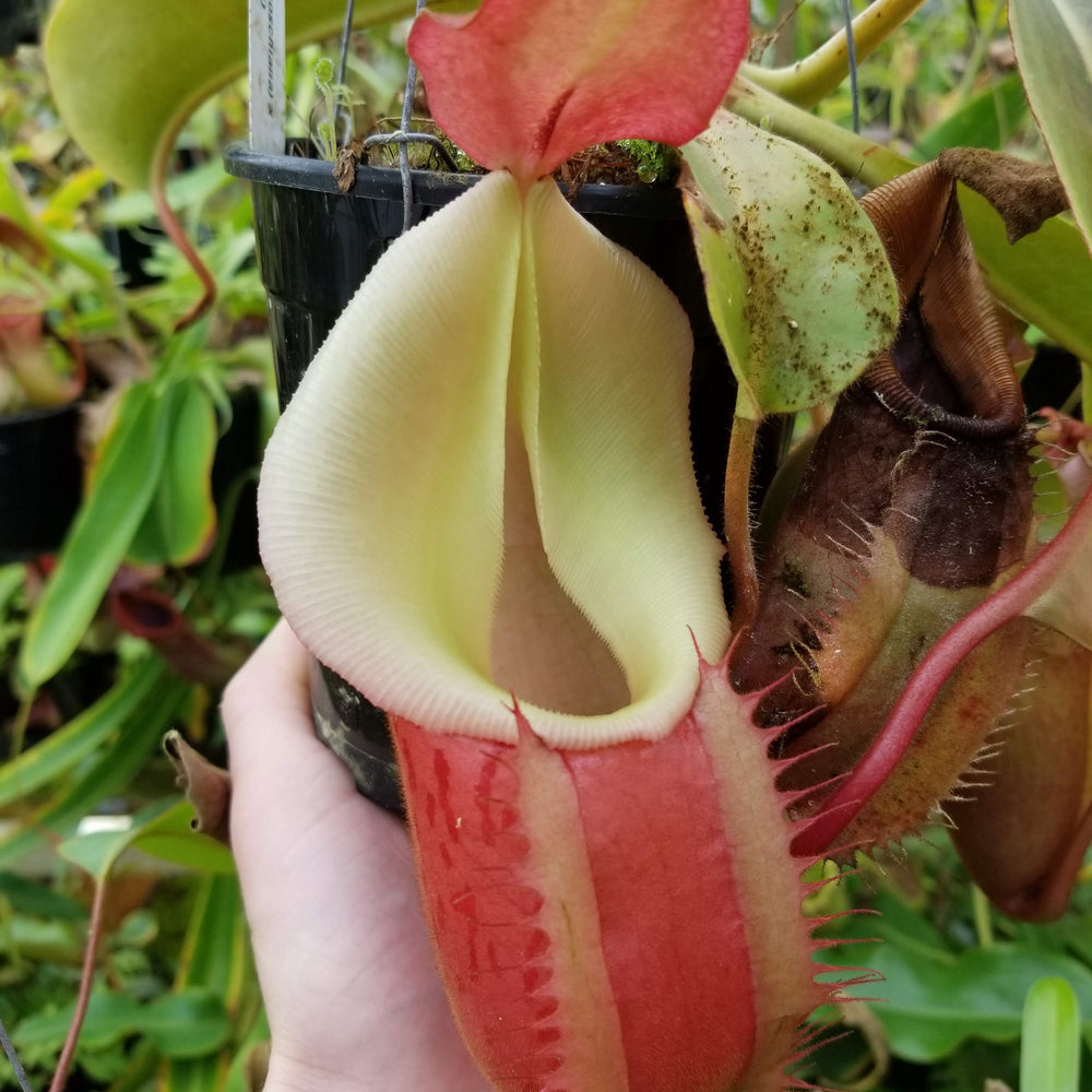 Nepenthes [(Rokko x boschiana) x veitchii] x veitchii (m) - clone W