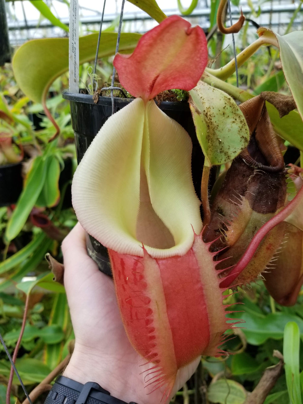 Nepenthes [(Rokko x boschiana) x veitchii] x veitchii (m) - clone W