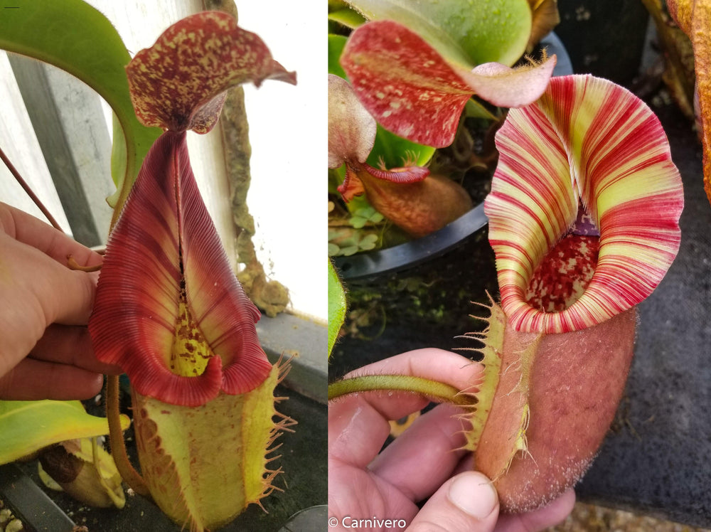 Nepenthes [(Rokko x boschiana) x veitchii] x veitchii 