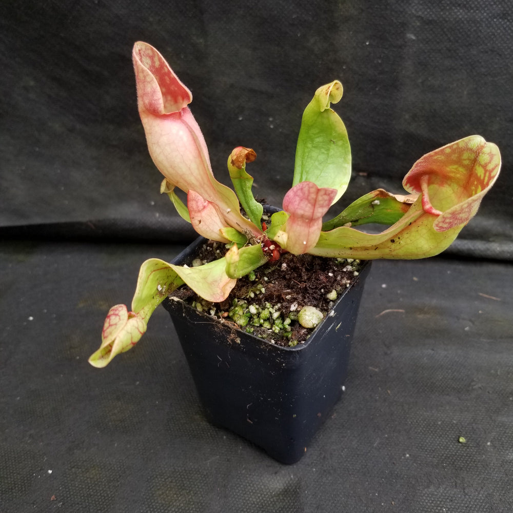 
                      
                        Sarracenia purpurea ssp. venosa "Red" Wholesale
                      
                    