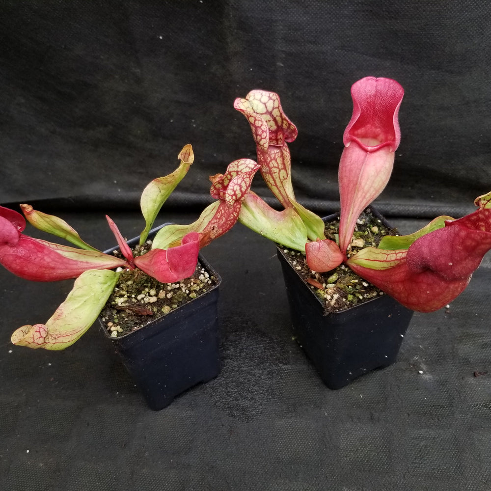 
                      
                        Sarracenia purpurea ssp. venosa "Red" Wholesale
                      
                    