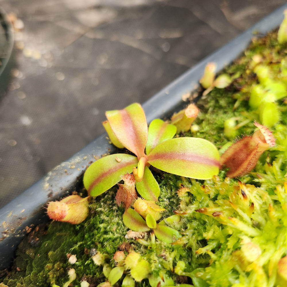 
                      
                        Nepenthes {Song of Melancholy x [(lowii x veitchii) x boschiana]}- #5  x macrophylla CAR-0617
                      
                    