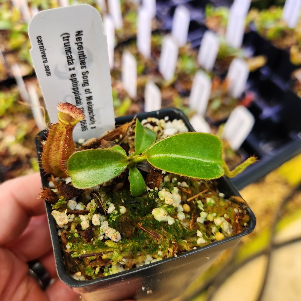 
                      
                        Nepenthes Song Of Melancholy x (truncata x ephippiata) CAR-0595
                      
                    