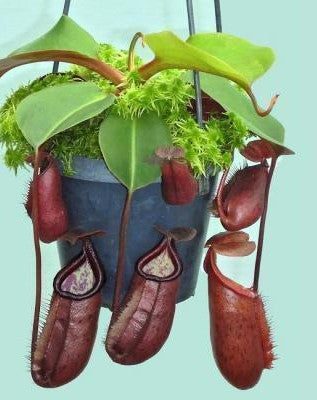 
                      
                        Nepenthes robcantleyi x palawanensis, BE-4591
                      
                    