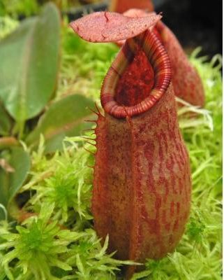 
                      
                        Nepenthes rajah x veitchii 'Gold Rush', BE-4603
                      
                    