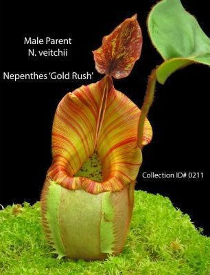 
                      
                        Nepenthes rajah x veitchii 'Gold Rush', BE-4603
                      
                    