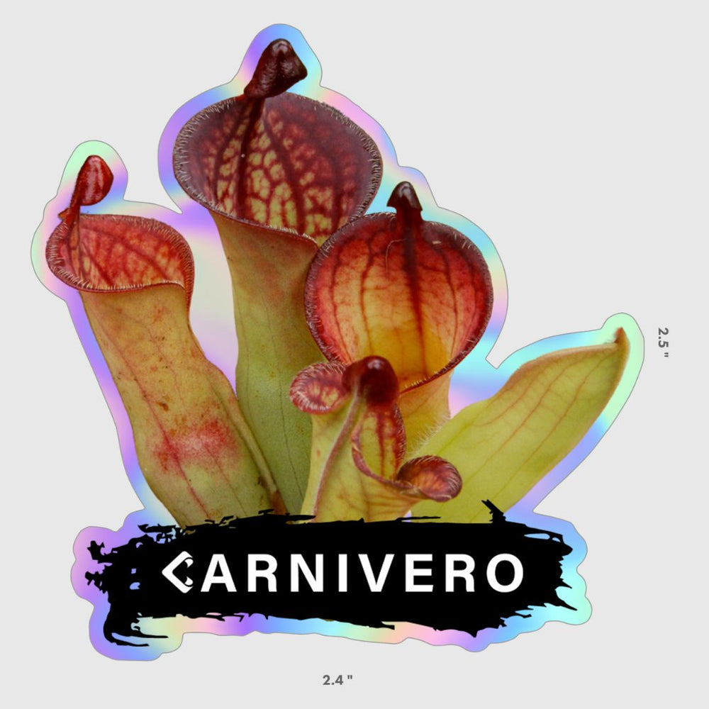 Holographic Heliamphora Sticker