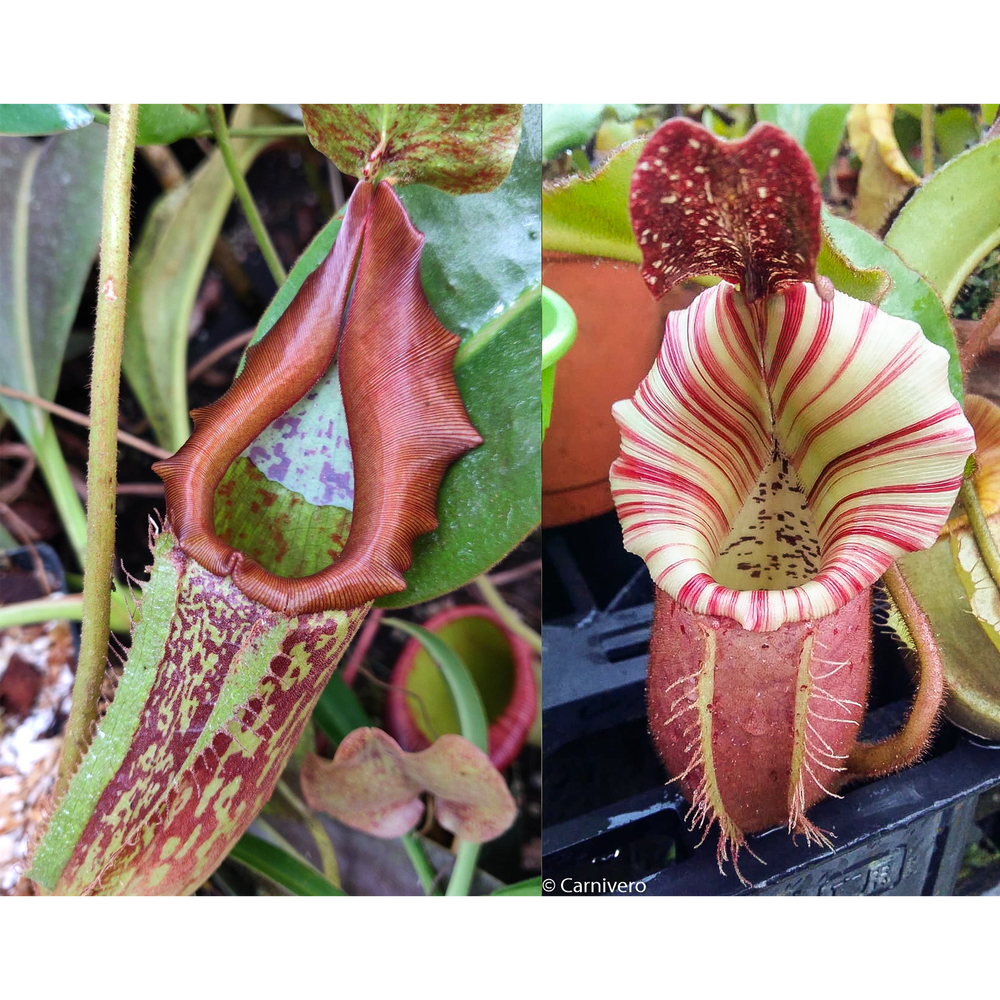 Nepenthes maxima 'Geoff Wong' x veitchii "Candy Dreams"-Seed Pod