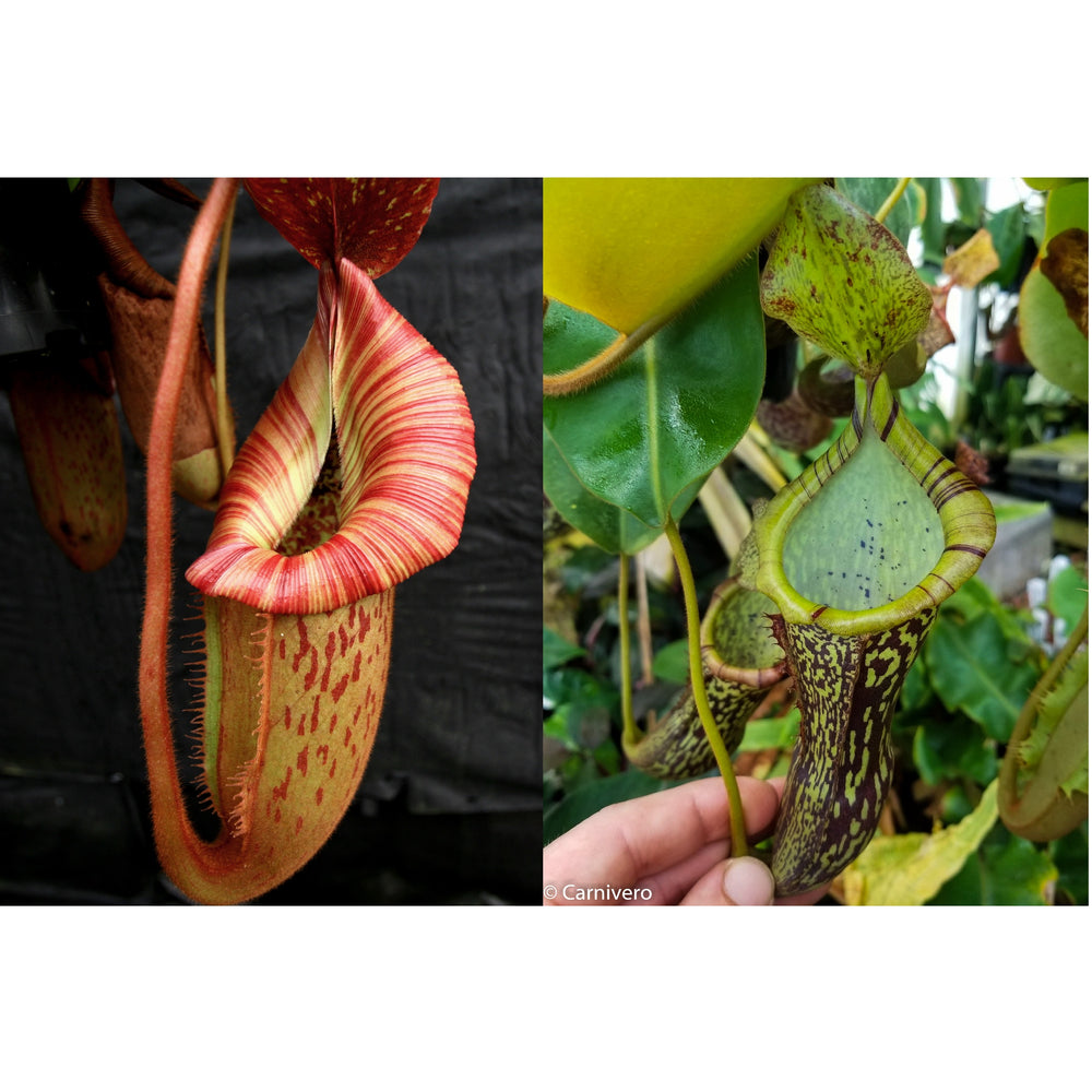 Nepenthes [(Rokko x boschiana) x veitchii "Orange Fade"] #1 x [(maxima x campanulata) x platychila ] #2