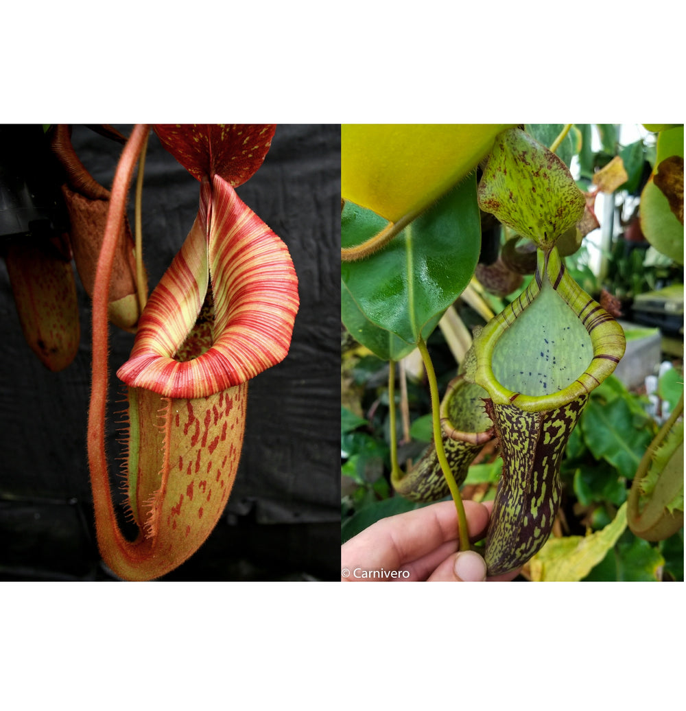 Nepenthes [(Rokko x boschiana) x veitchii 