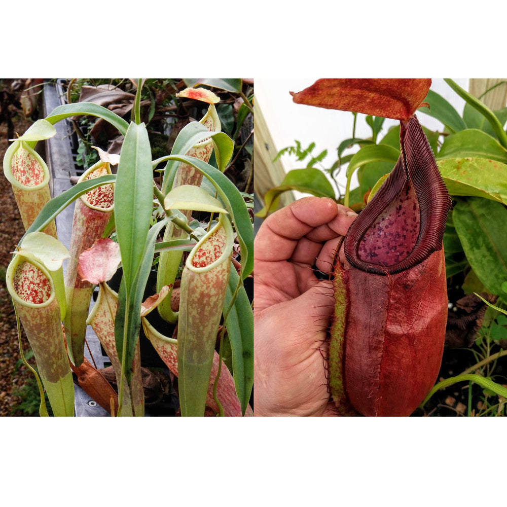 
                      
                        Nepenthes smilesii Dalata x adrianii, CAR-0324, pitcher plant, carnivorous plant, collectors plant, large pitchers, rare plants
                      
                    