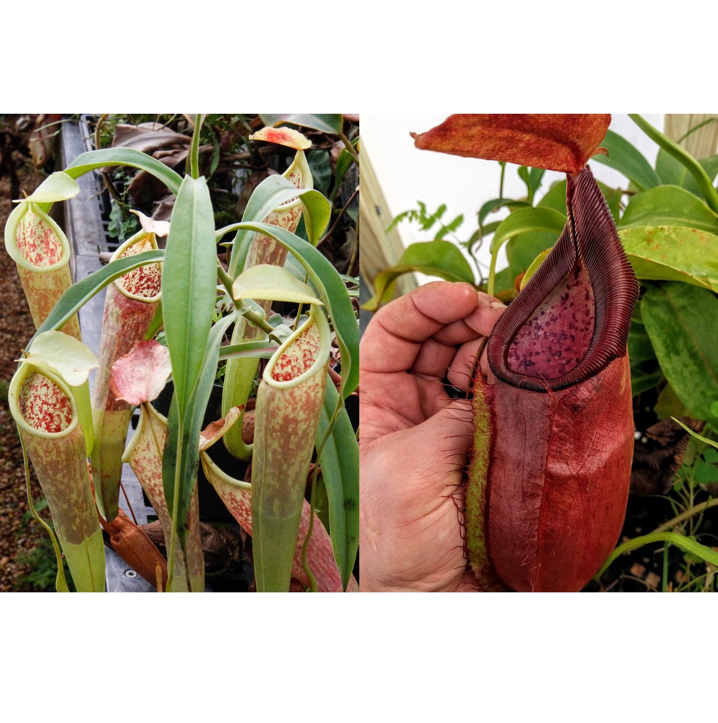 Nepenthes smilesii Dalata x adrianii, CAR-0324, pitcher plant, carnivorous plant, collectors plant, large pitchers, rare plants