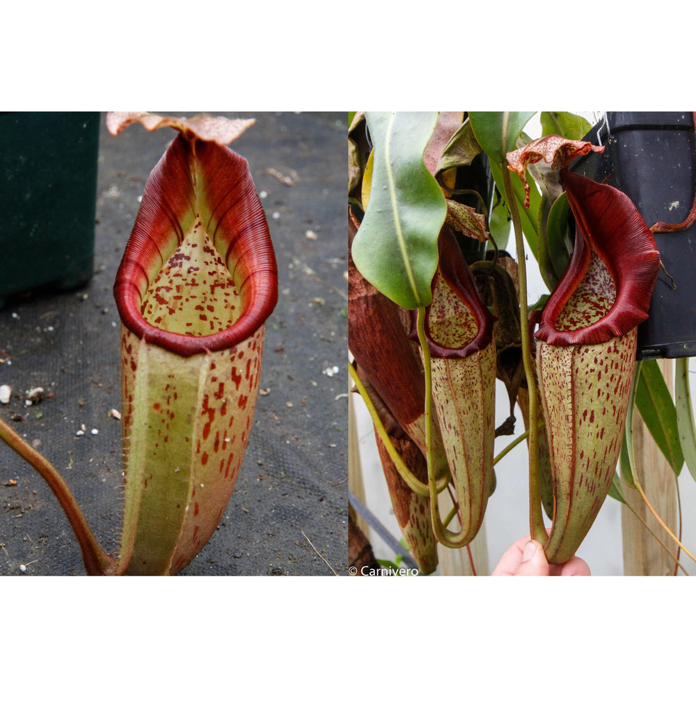 Nepenthes (veitchii HL x burbidgeae) x eymae BE SG -Seed Pod