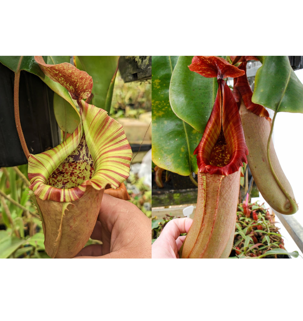 Nepenthes [(maxima x campanulata) x veitchii 