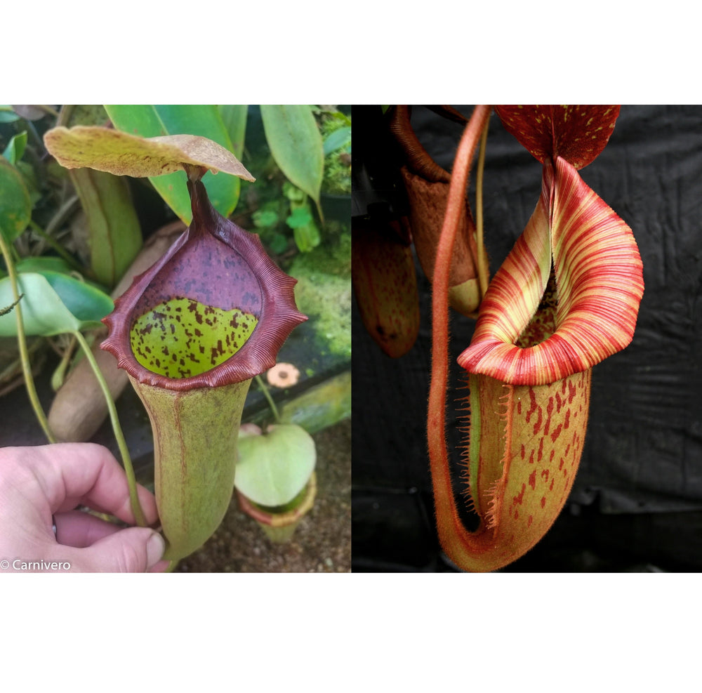 Nepenthes (truncata x campanulata) x [(Rokko x boschiana) x veitchii 