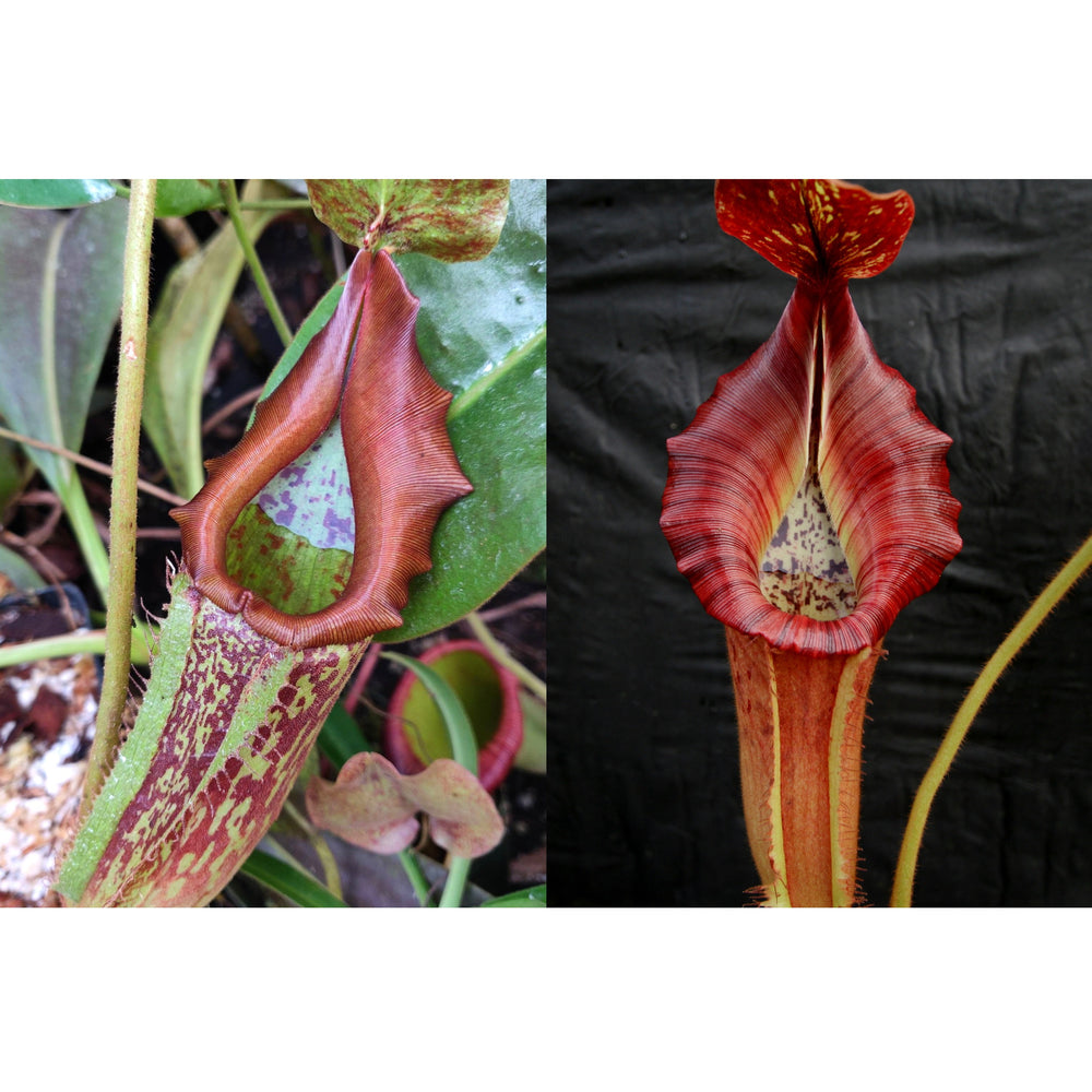 Nepenthes maxima GW x {[(lowii x veitchii) x boschiana)] x veitchii "The Wave"} #2