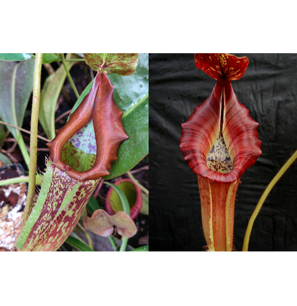 Nepenthes maxima GW x {[(lowii x veitchii) x boschiana)] x veitchii 