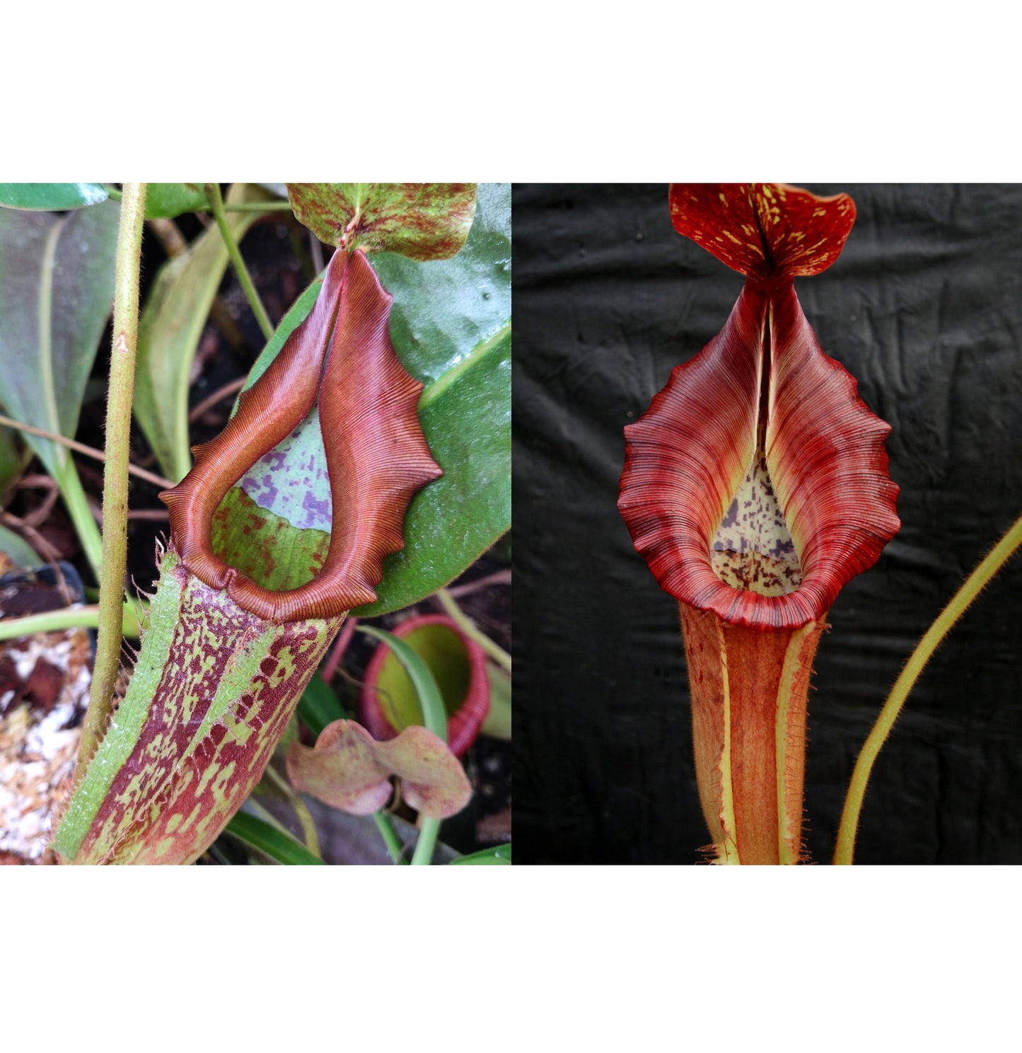 Nepenthes maxima GW x {[(lowii x veitchii) x boschiana)] x veitchii "The Wave"} #2