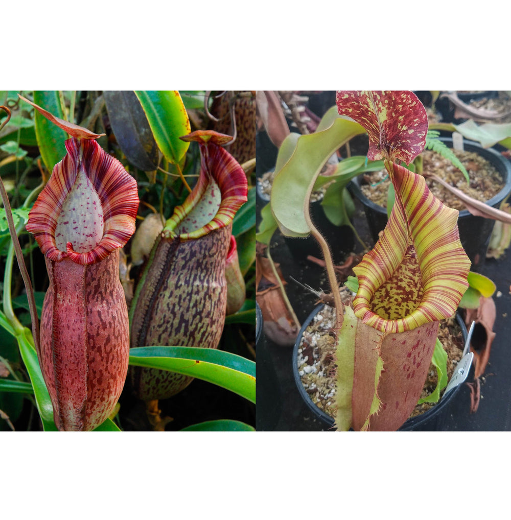 Nepenthes (spathulata x spectabilis) x (eymae x veitchii) -Seed Pod