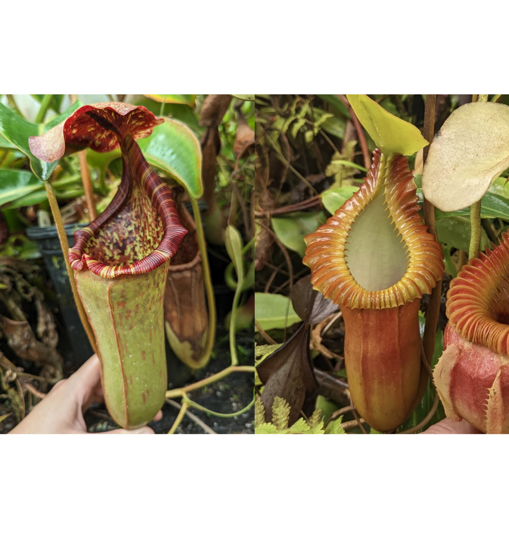 Nepenthes (lowii x tiveyi) x macrophylla -Seed Pod