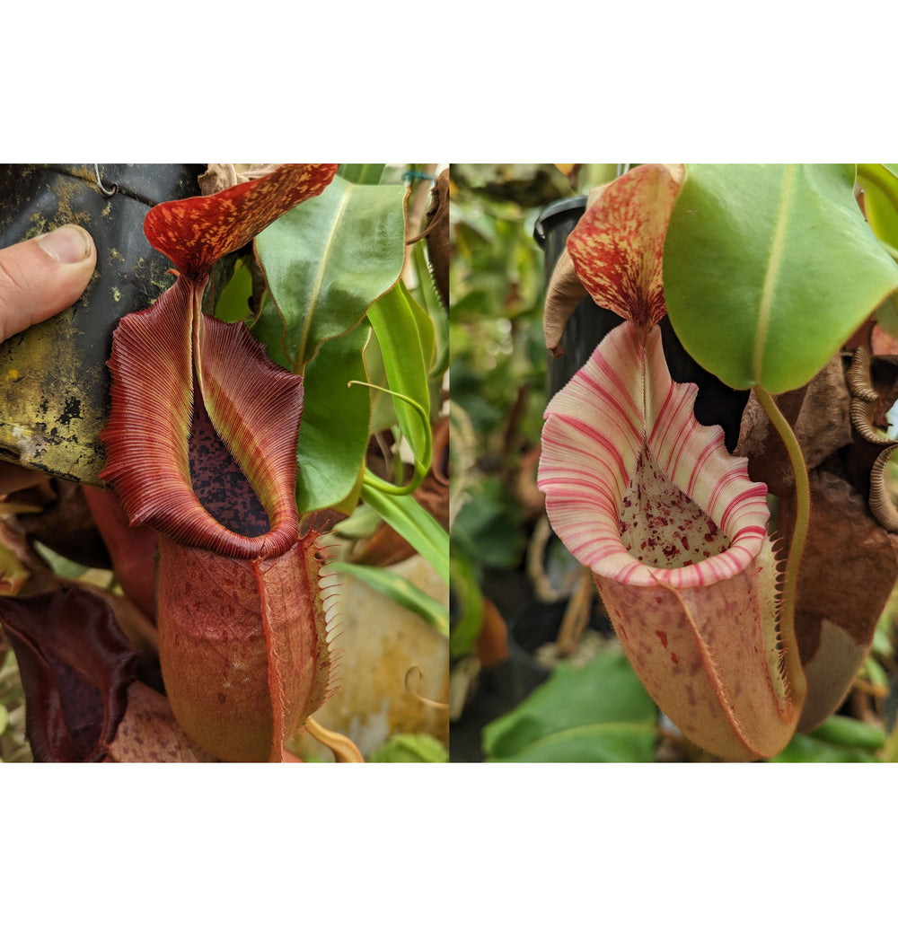 Nepenthes (veitchii x adrianii) x [(maxima x campanulata) x veitchii 