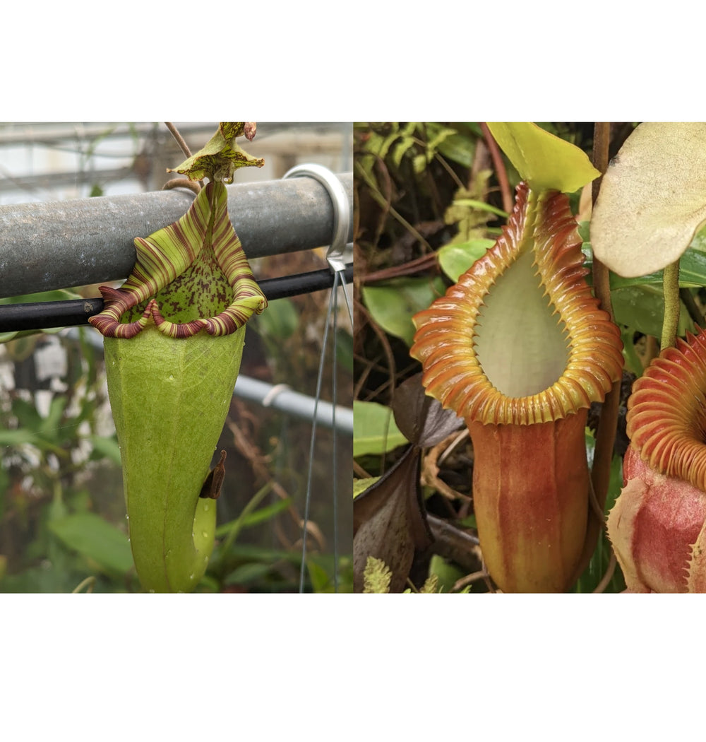 Nepenthes maxima Wavy x macrophylla-Seed Pod