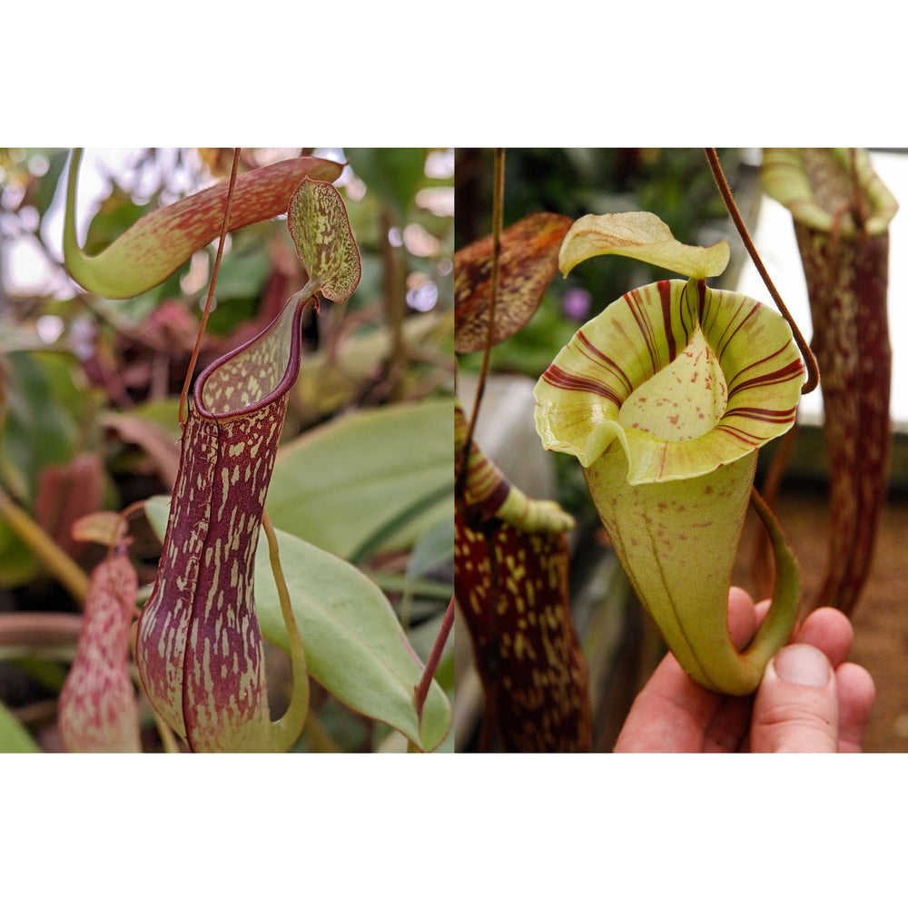 
                      
                        Nepenthes adnata x platychila, CAR-0320
                      
                    