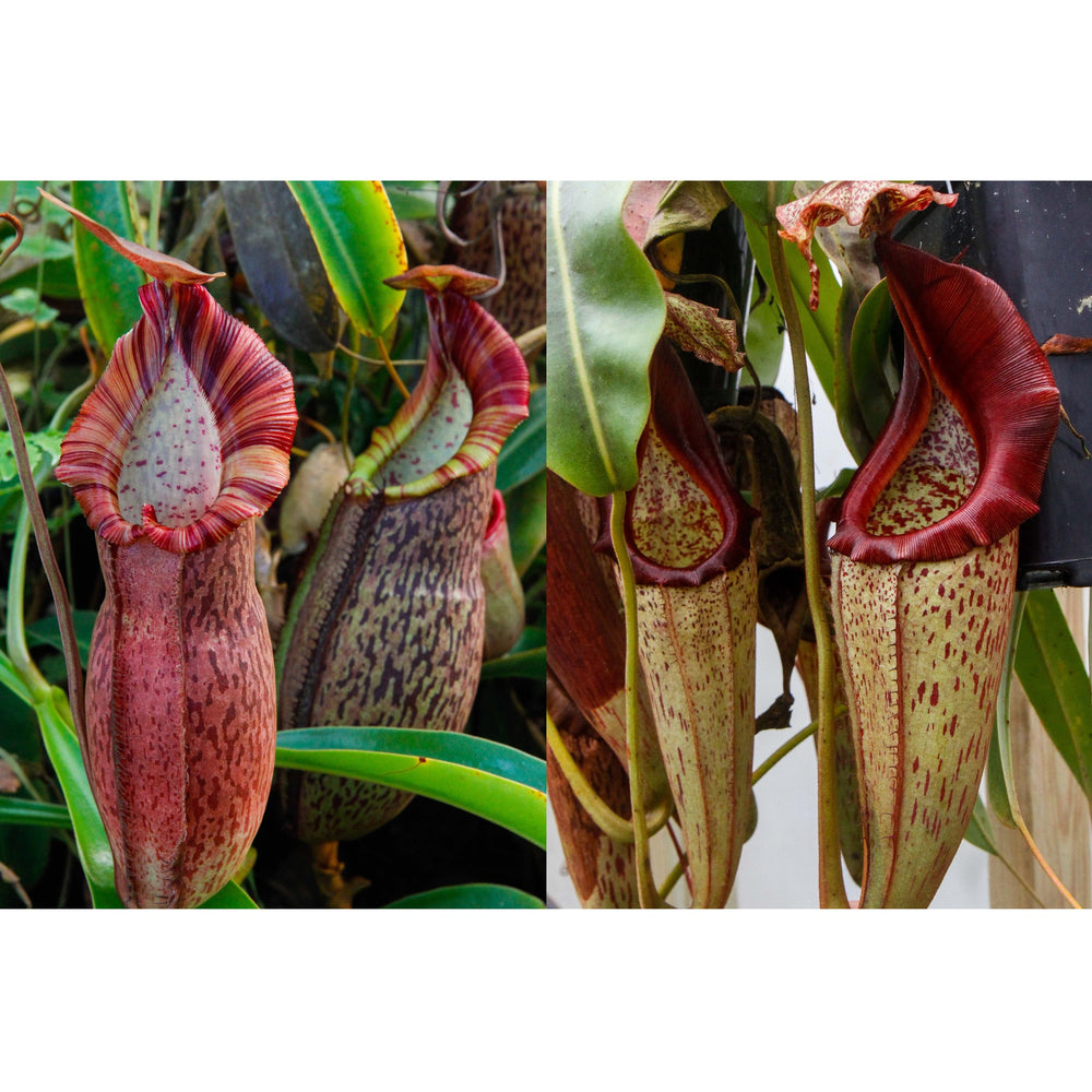 Nepenthes (spathulata x spectabilis) x eymae BE