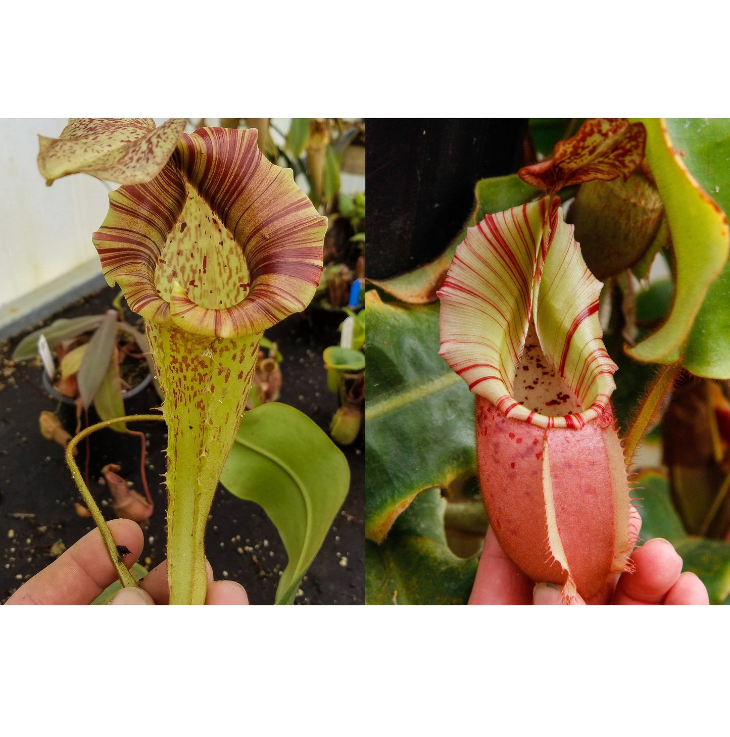 Nepenthes (veitchii x platychila) - BE x veitchii Bareo Squat