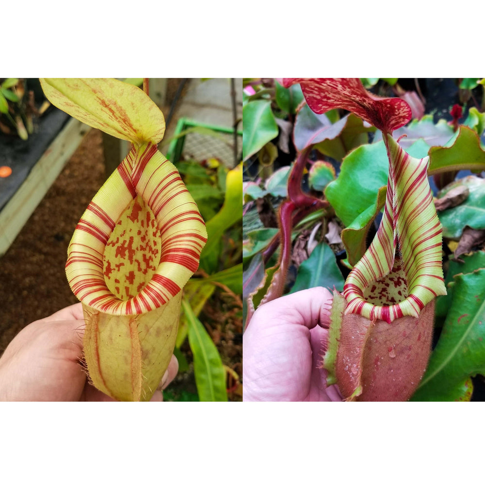 Nepenthes [(viking x ampullaria) x northiana] x veitchii (Murud x Candy) -Striped, CAR-0285