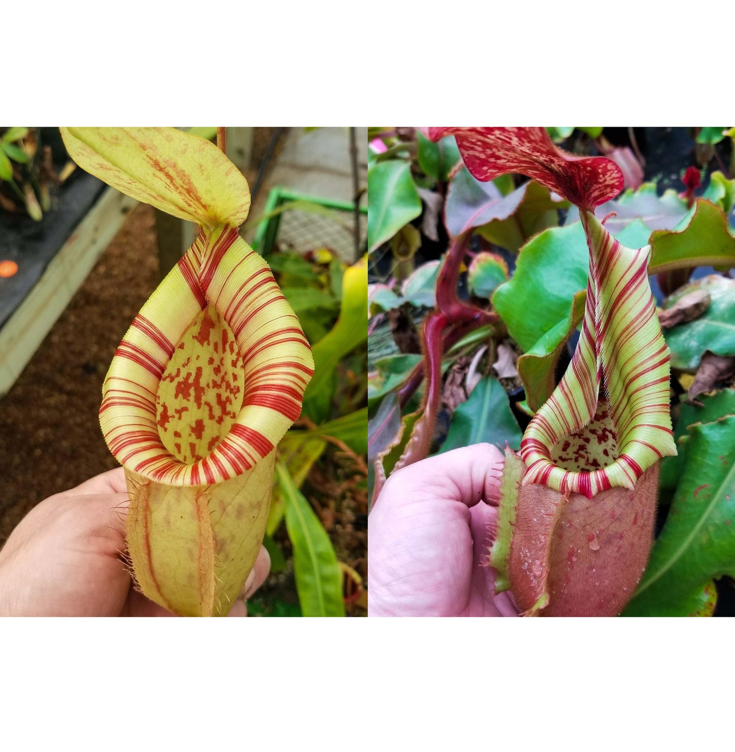 Nepenthes [(viking x ampullaria) x northiana] x veitchii (Murud x Candy) -Striped, CAR-0285