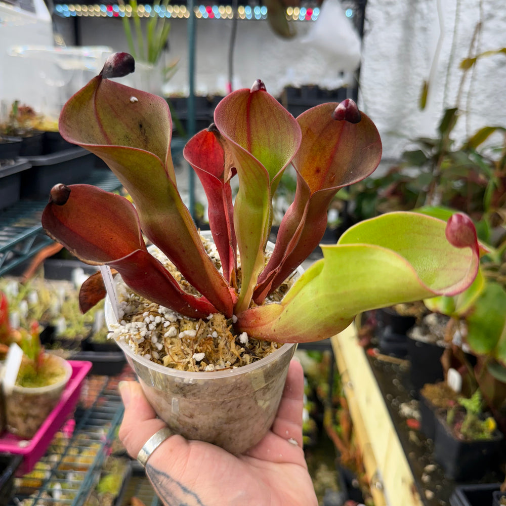 
                      
                        Heliamphora ionasi (Red Giant) x minor v. pilosa (Clone 2)
                      
                    