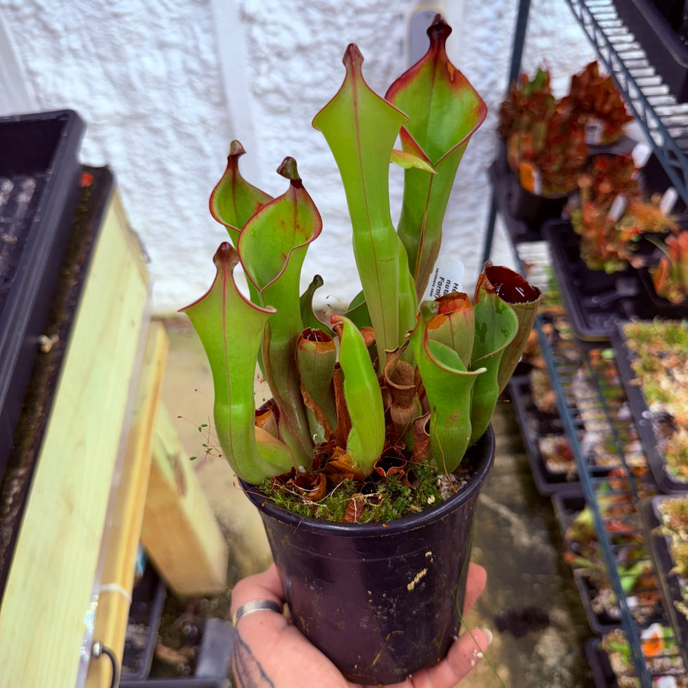 Heliamphora nutans (Giant Form) x nutans (Giant Form)