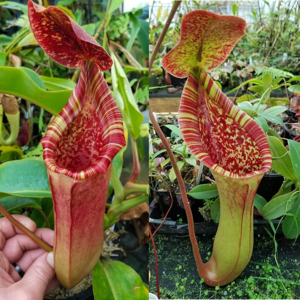 Nepenthes (lowii x veitchii JY) x (lowii x truncata 'Giant') Seed Pod