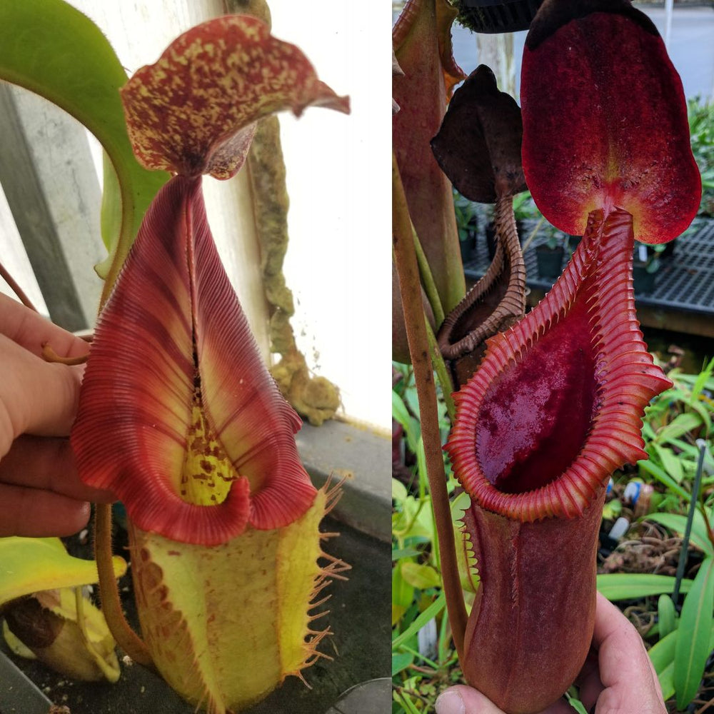 Nepenthes [(Rokko x boschiana) x veitchii] x Trusmadiensis CAR-0621