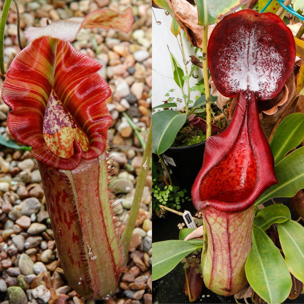 
                      
                        Nepenthes Song Of Melancholy x (truncata x ephippiata) CAR-0595
                      
                    