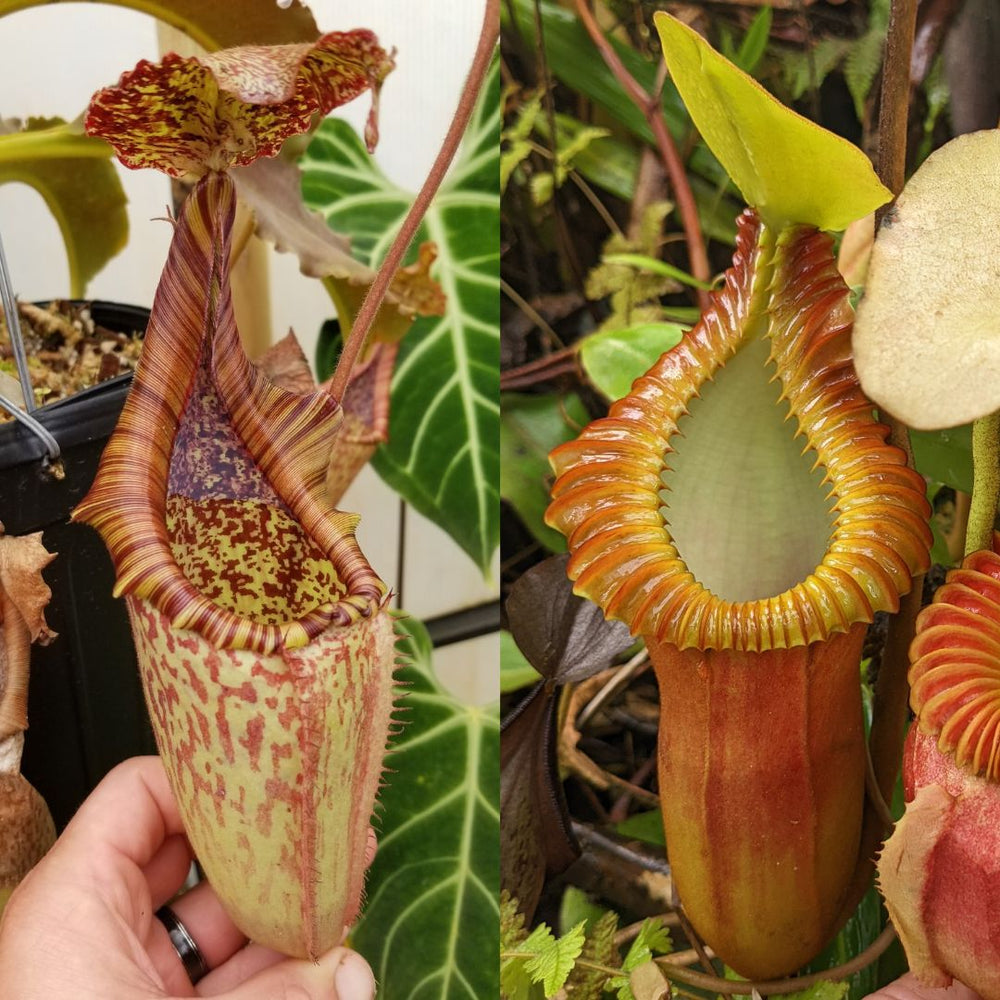 
                      
                        Nepenthes maxima Wavy Leaves x macrophylla CAR-0618
                      
                    