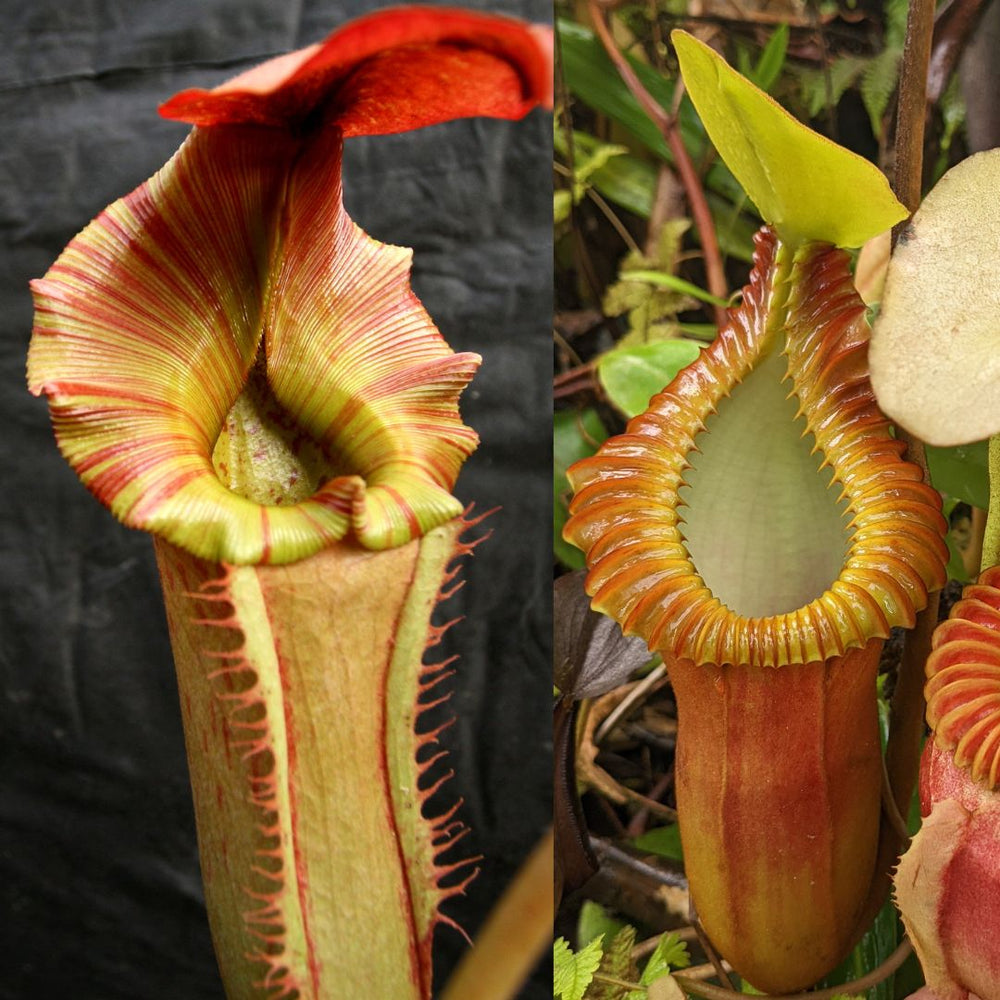 Nepenthes {Song of Melancholy x [(lowii x veitchii) x boschiana]}- #5  x macrophylla CAR-0617