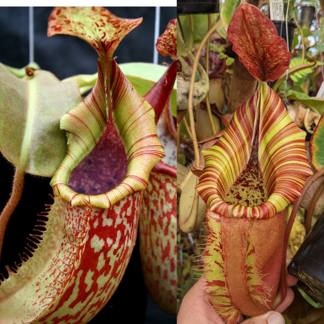 Nepenthes (maxima x veitchii) x (veitchii x Allardii) - SEED POD