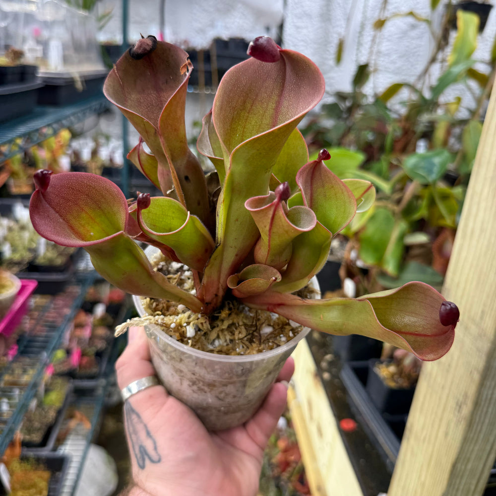 Heliamphora ionasi (Red Giant) x minor v. pilosa (Clone 2)